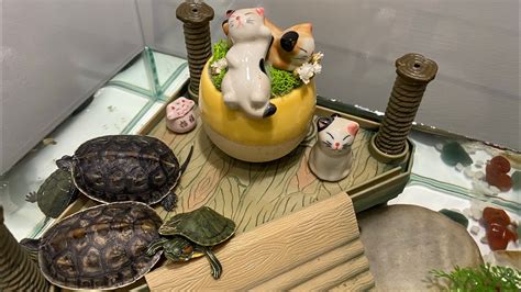 烏龜的玩具 室宿